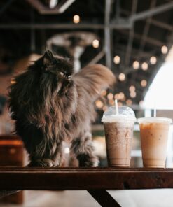 High tea Tilburg bij Kattencafé De Spinnerij met Brabant Maatjes