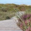Wandeling Loonse en Drunense Duinen met Brabant Maatjes