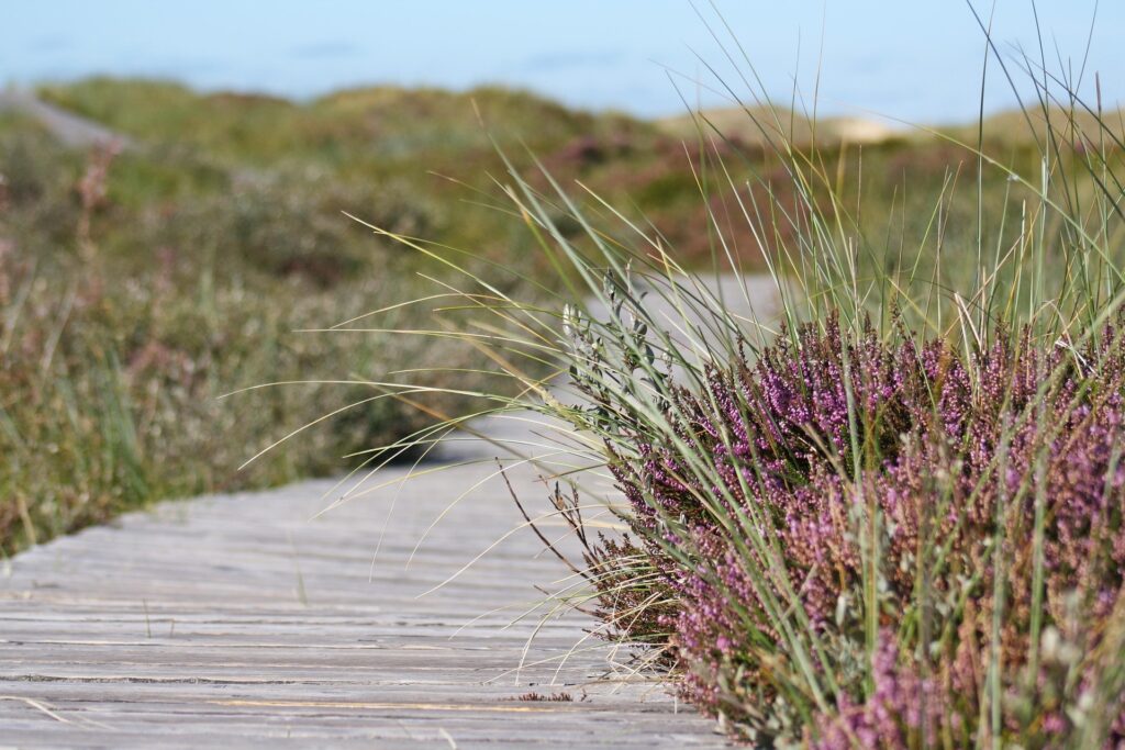 Wandeling Loonse en Drunense Duinen met Brabant Maatjes