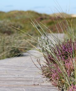 Wandeling Loonse en Drunense Duinen met Brabant Maatjes